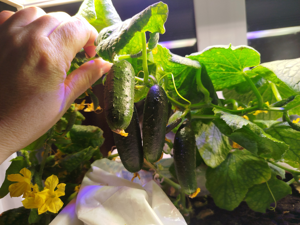 И листья по большей части у него целые!