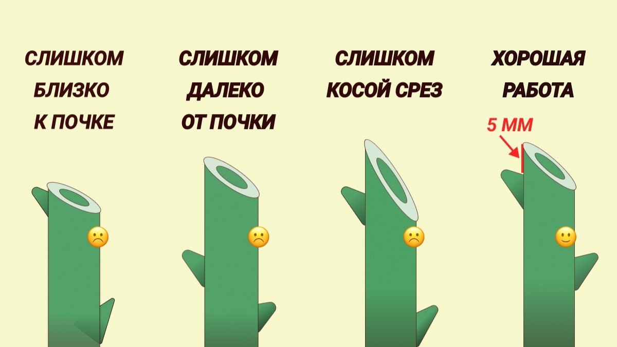 обрезка стебля роз