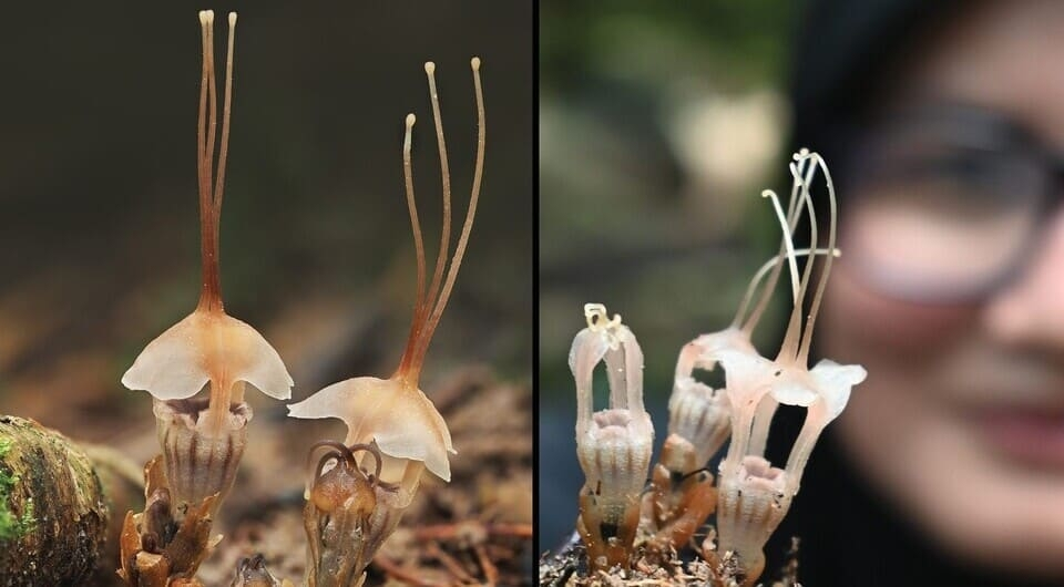 Thismia selangorensis