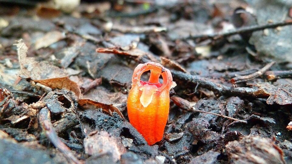 «Волшебные фонарики» в джунглях