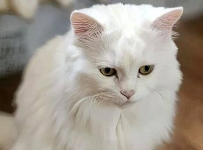     Фото: благотворительный фонд «ЗооЗащита» / zooekb.ru
