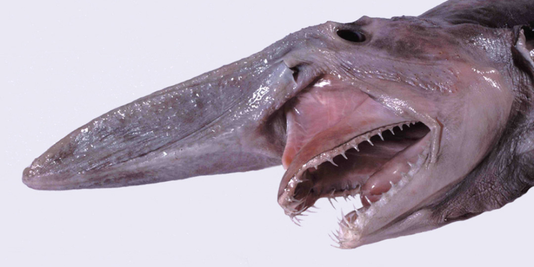 Самая страшная акула