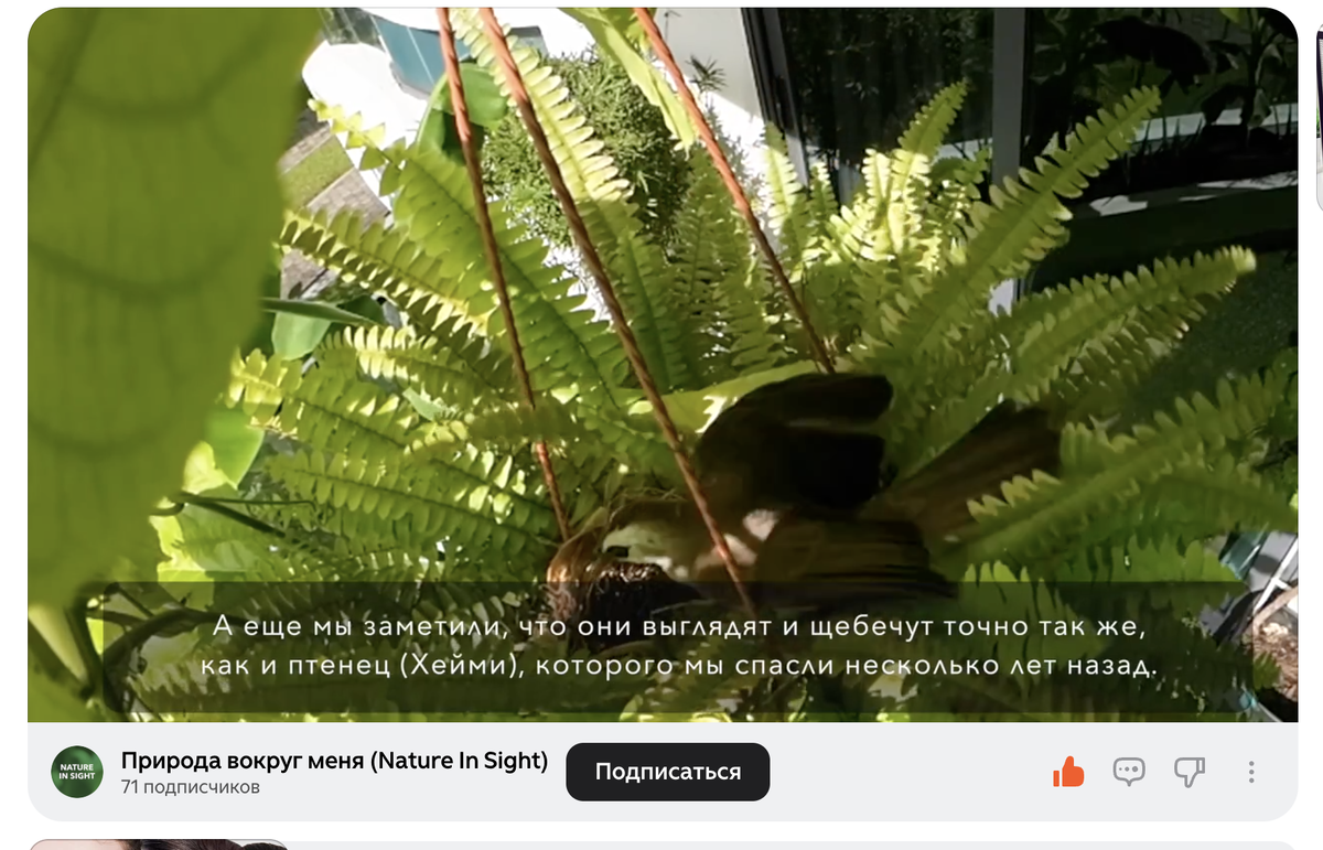 Так же в видео - видна кнопка "Подписаться"