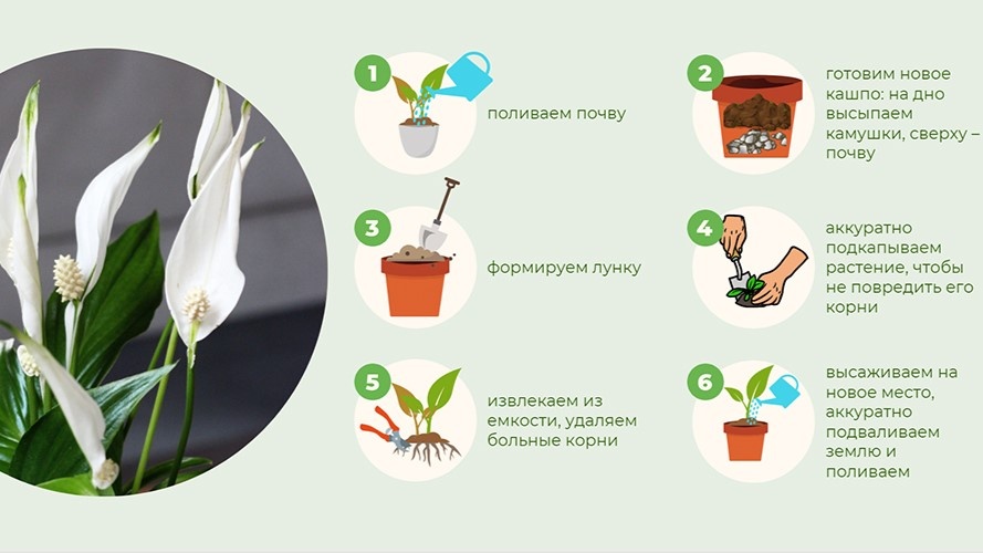 пересадка цветов