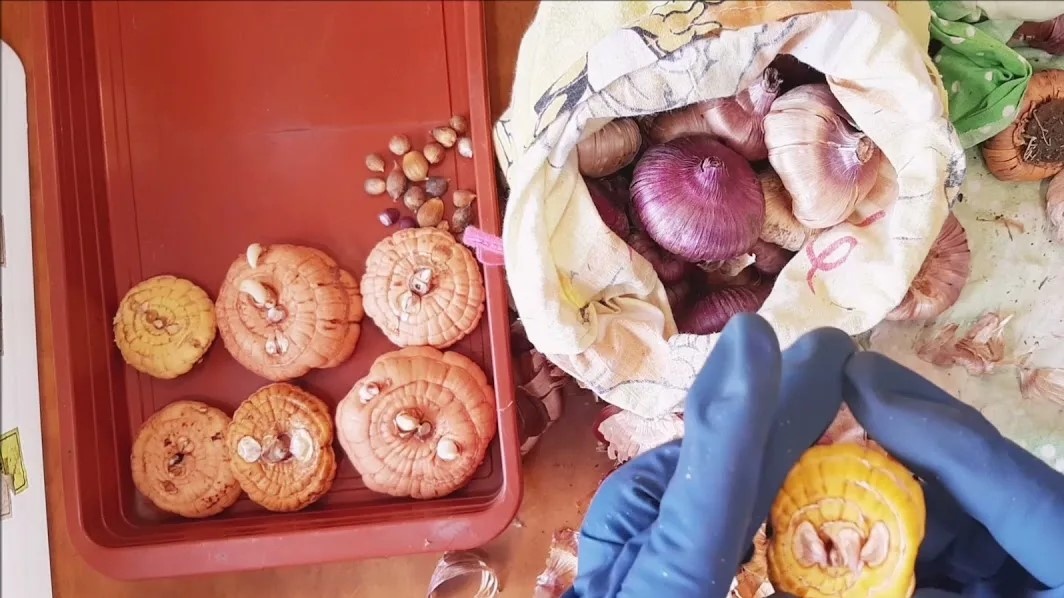 луковицы гладиолуса