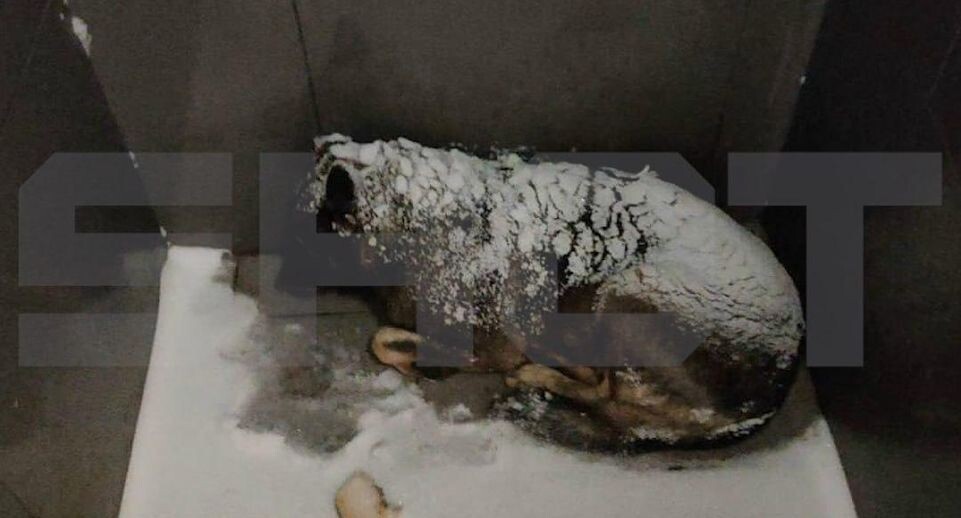    Telegram-канал SHOT