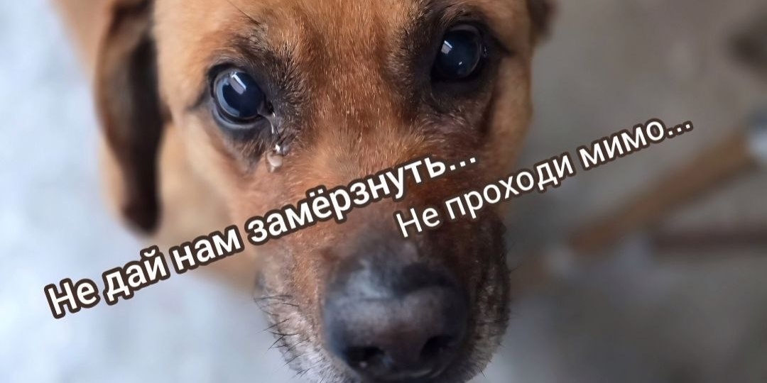 Неделя надежды для голодных собак ! Снова морозы, а корма не остаётся!