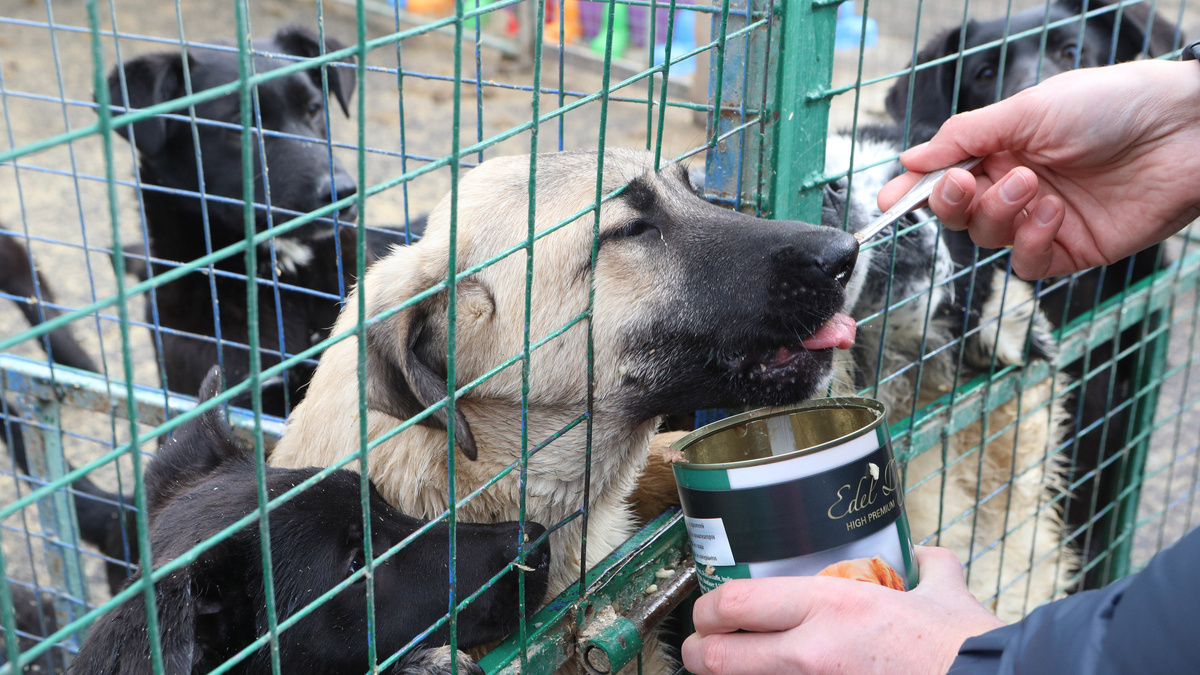    Приют для собак АГН