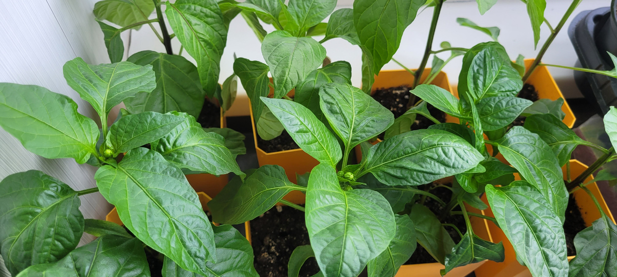 Рассада перца 28 марта 2025 г.