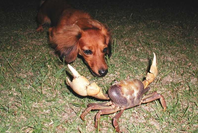 Неожиданно: Собачники болеют раком на 64% реже остальных людей. Дело в микрофлоре собаки