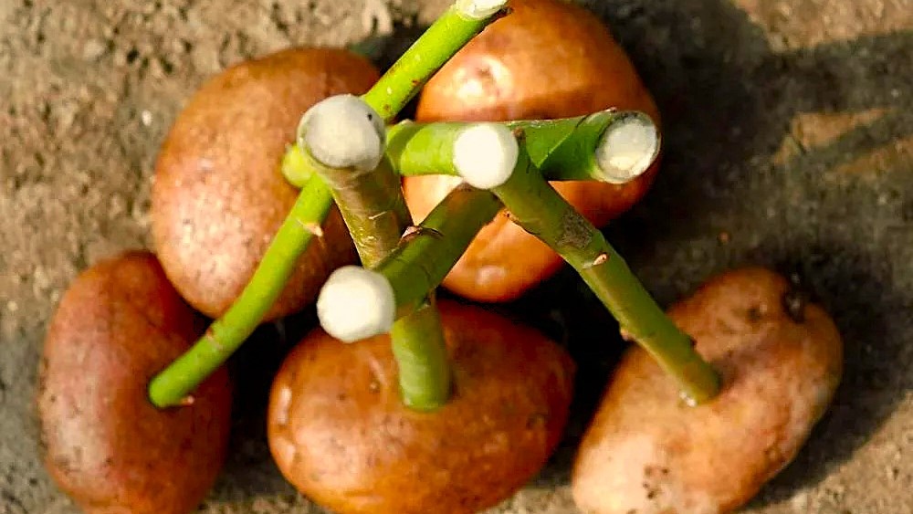 черенки роз в картошке