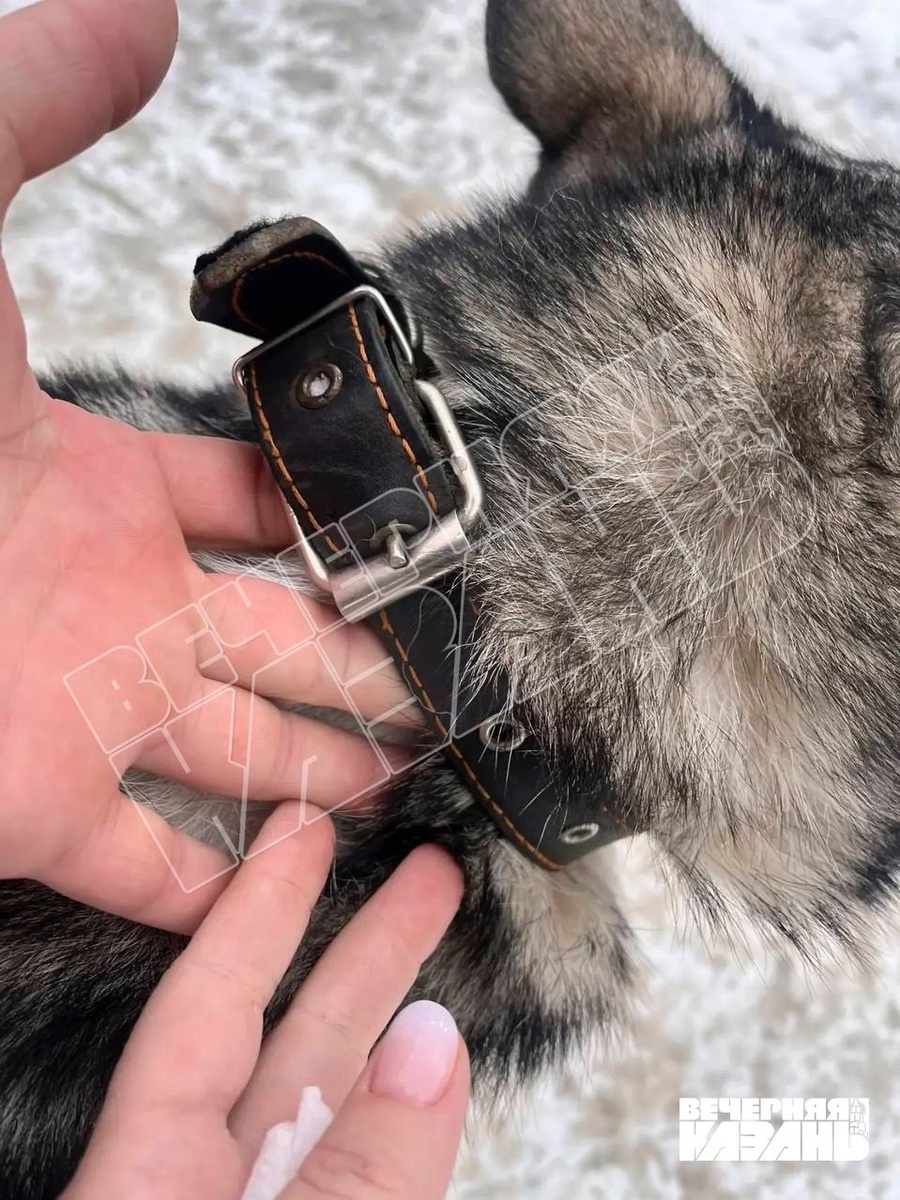    источник «Вечерней Казани»