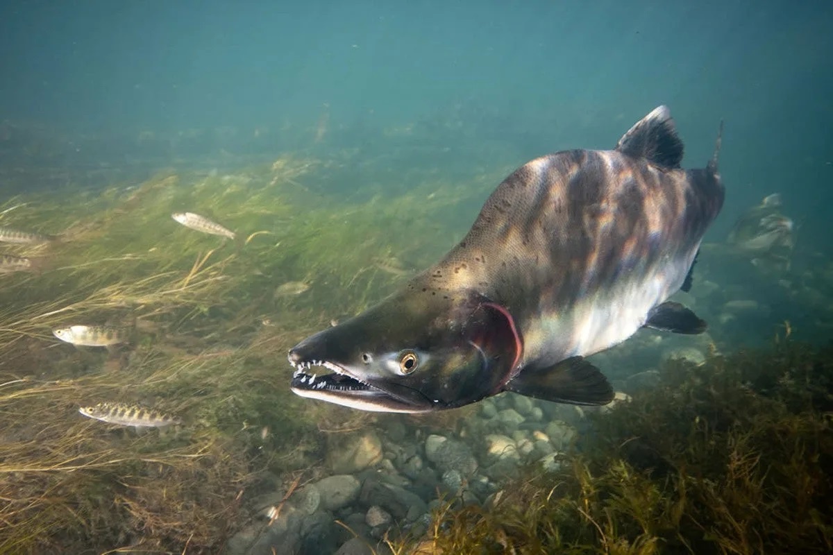 Фото с сайта: https://m.fishki.net/4660392-dikij-lososy-vymer-pochemu-na-prilavkah-odomashnennaja-ryba.html/comment-48119826