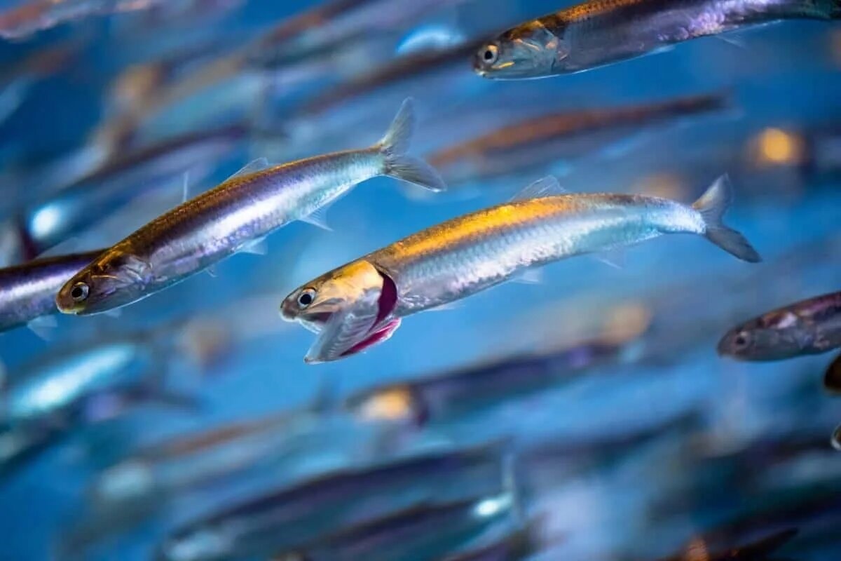 Фото с сайта: https://fr.wallpapers.com/anchois