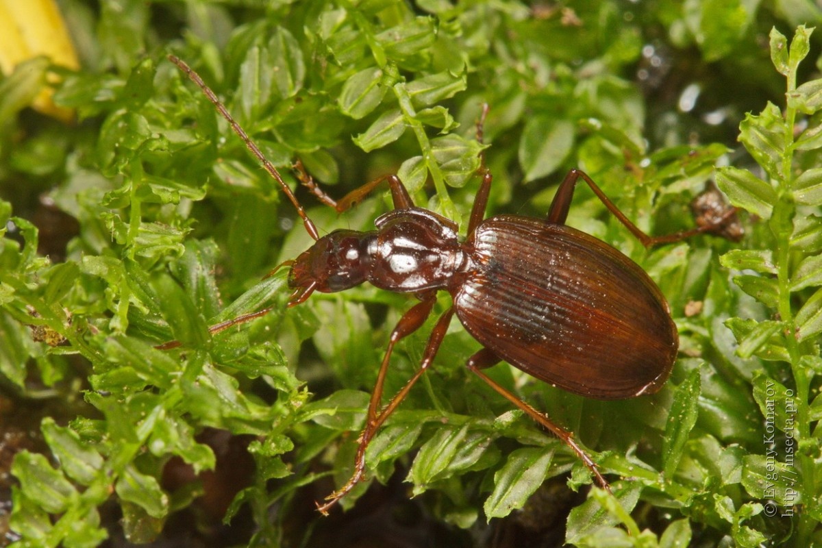 Фото с сайта: https://insecta.pro/ru/gallery/59517