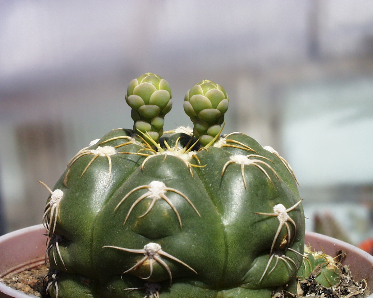 Типичные бутоны гимнокалициума. Из моего фотоархива снимок.