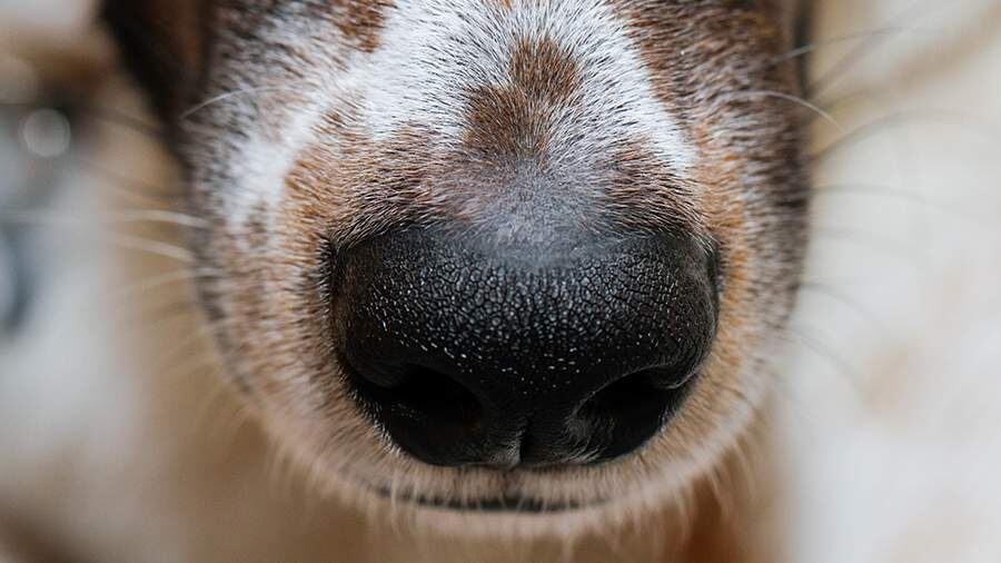    Фото: Global Look Press/Wolfgang Hoppe