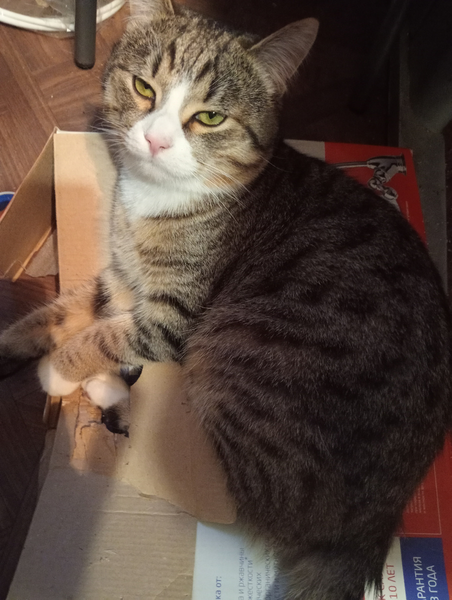 Усы Неваси . Мой нежный котик 💓