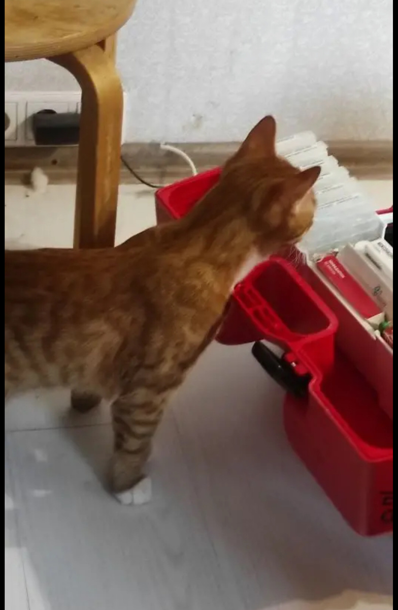 На вызовах частенько встречаются разные контролеры качества оказания медицинской помощи. По возможности ВВ фотографирует их для меня. Я стабильно прошу незаметно вынести самых красивых и упитанных и принести мне. ВВ стабильно не приносит 🤨 Вот и эта рыжуля осталась жить с хозяевами…