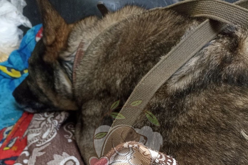    Сейчас Боня отходит от наркоза. Фото: Приют для животных «Того», г. Челябинск/vk.com