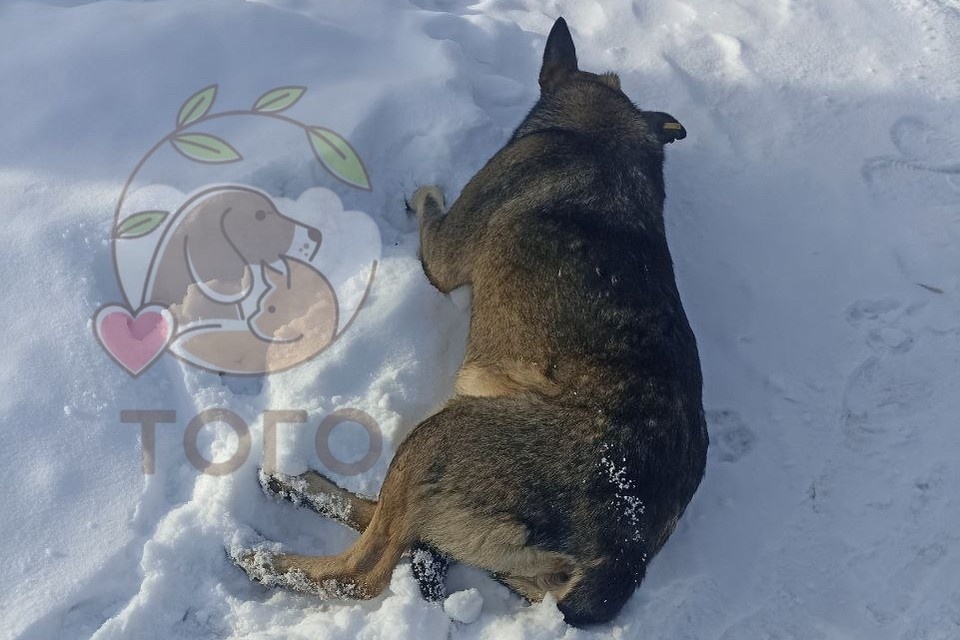    Собаку ловили около семи часов. Фото: Приют для животных «Того», г. Челябинск/vk.com