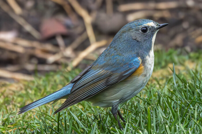 Синехвостка