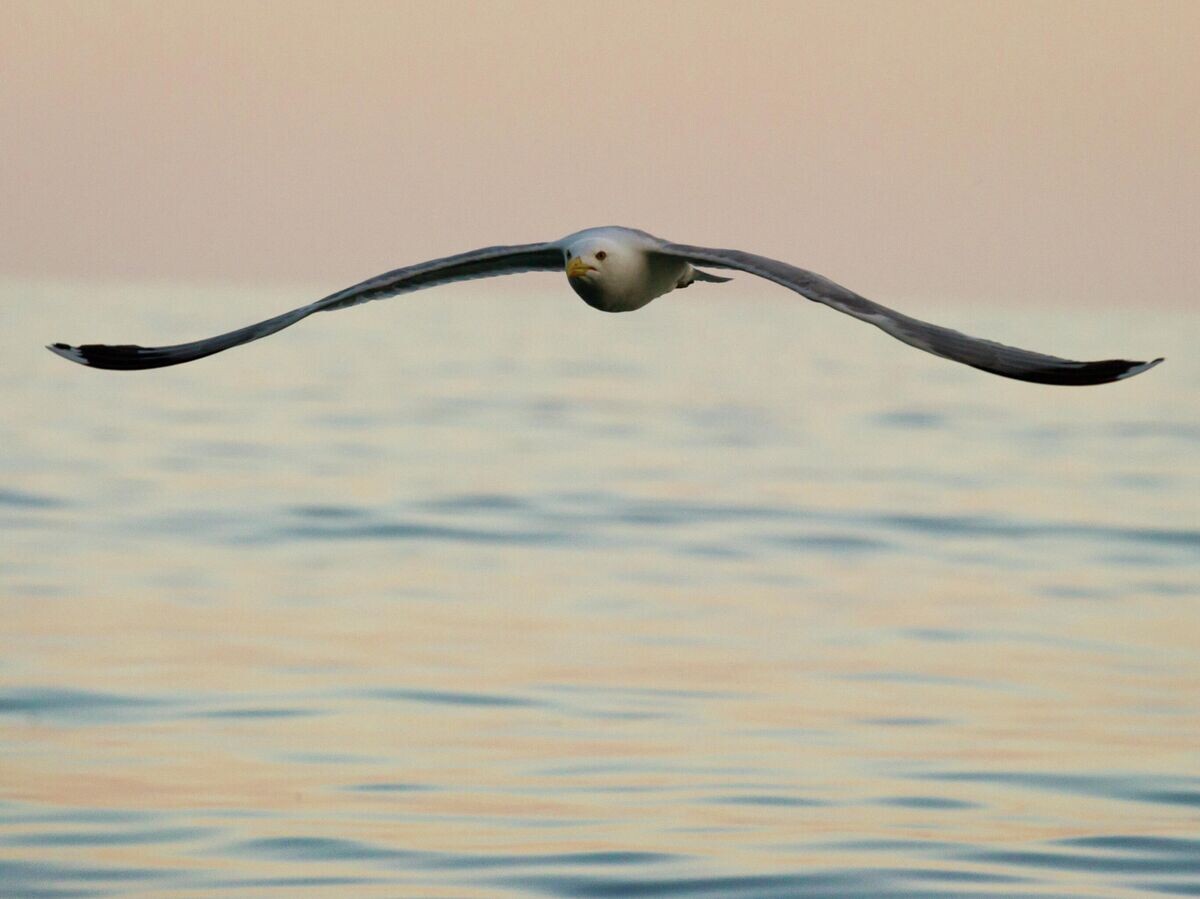    Чайка у мыса Фиолент в Севастополе | © РИА Новости / Сергей Мальгавко