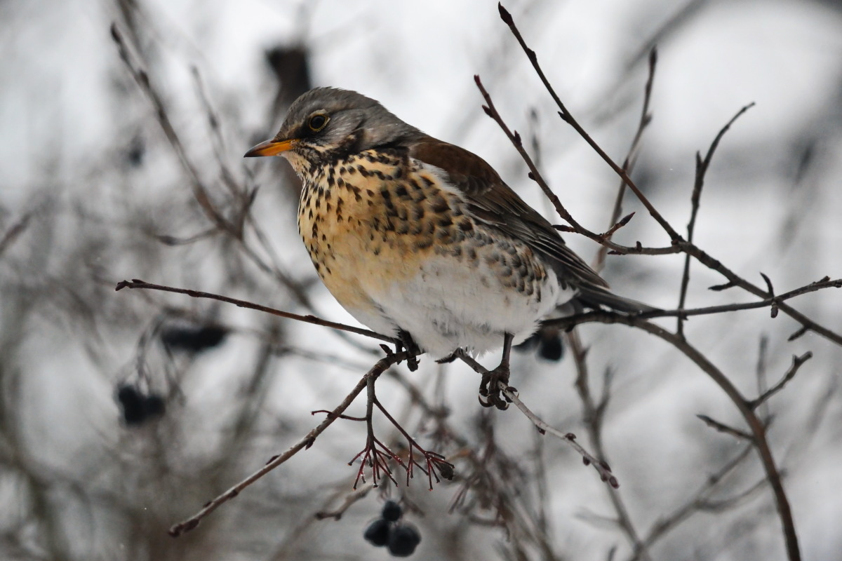 Фото с сайта: https://7dach.ru/555653/drozd-ryabinnik_4-109145.html