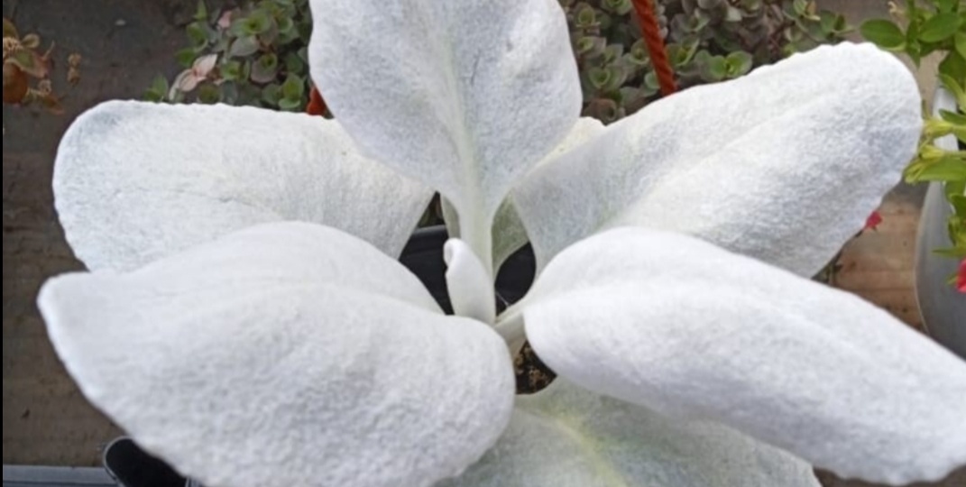 Сама не посажу и Вам не посоветую!! ТОР 11 растений-лузеров! Часть 5!