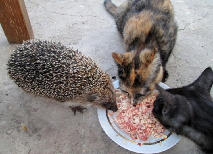 Безумный голод и жажда похоти: Как ежи отходят от зимней спячки?