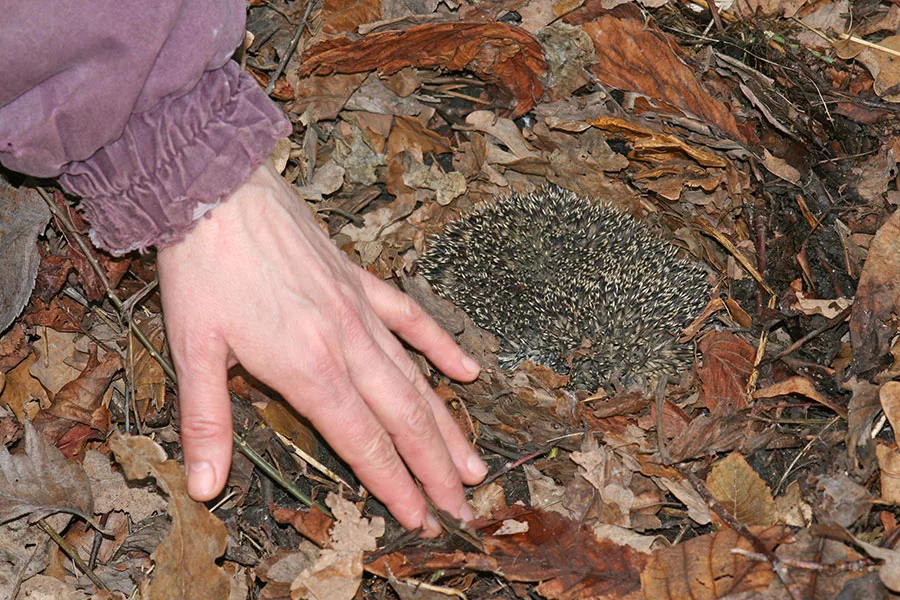 Дорогой, разбуди меня завтра в 7 утра, я обязательно пойду на пробежку. Так же она в 7 утра: 