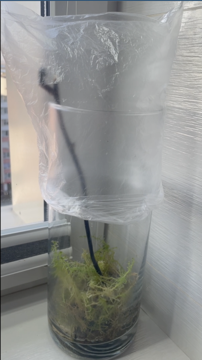 Специальная конструкция для спасения детки орхиде. Орхидеи С Еленой Кузнецовой