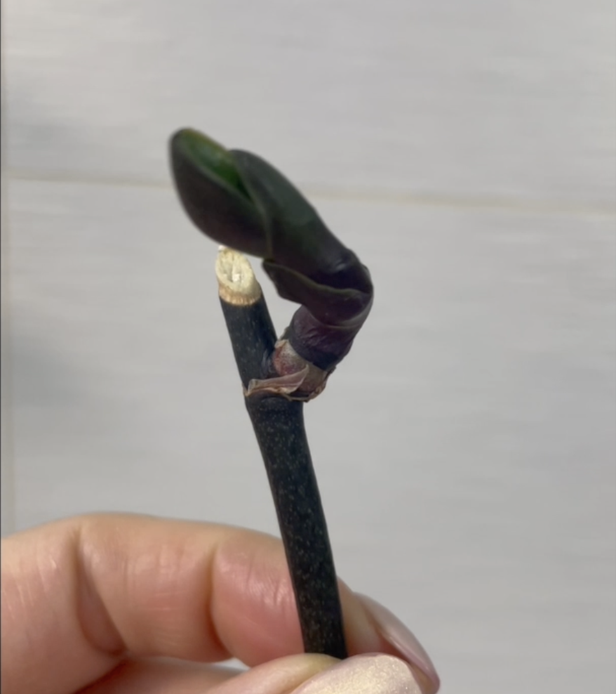 Вот такая детка была на цветоносе орхидеи фалкнопсис Осенний Ветер, когда она почила. Орхидеи С Еленой Кузнецовой