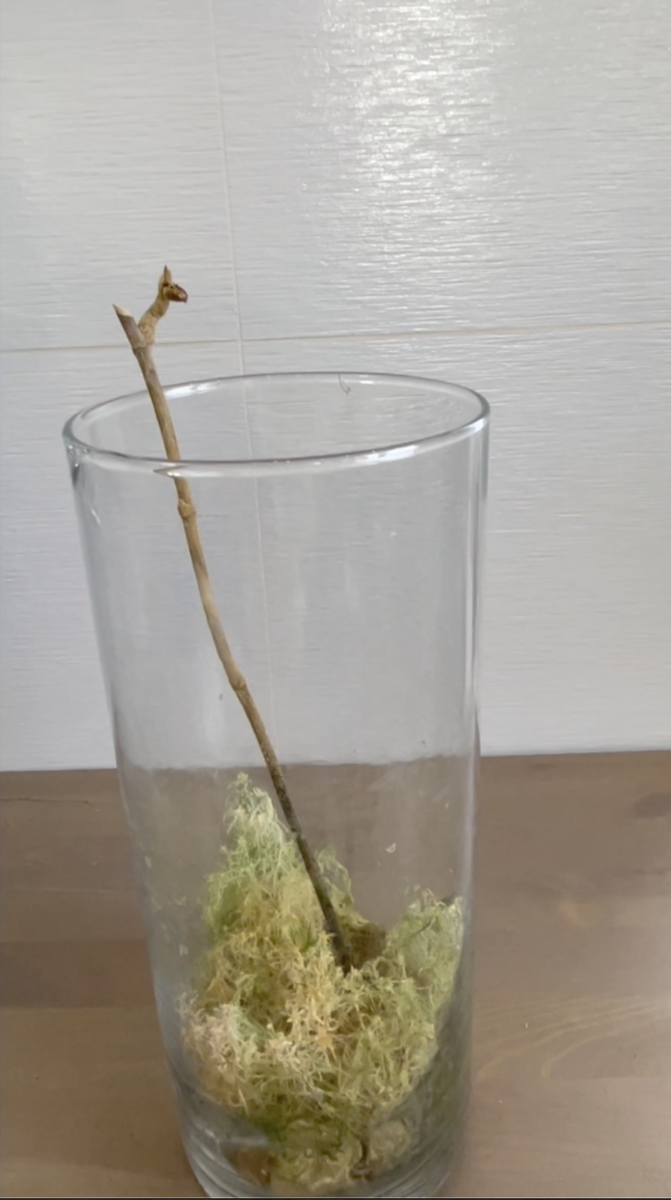 Спустя 4,5 месяца цветонос и детка на нем засохли. Орхидеи С Еленой Кузнецовой