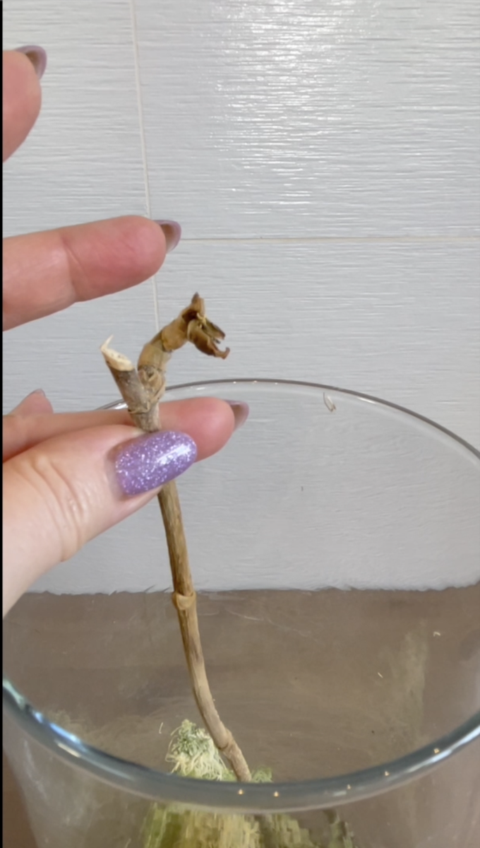 Спустя 4,5 месяца цветонос и детка на нем засохли. Орхидеи С Еленой Кузнецовой