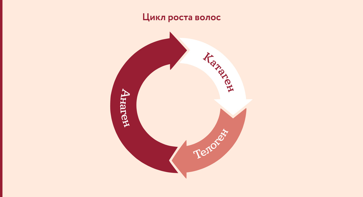 Цикл роста волос