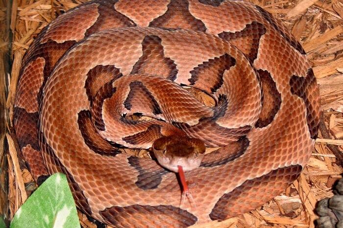 Обложка © Wikipedia