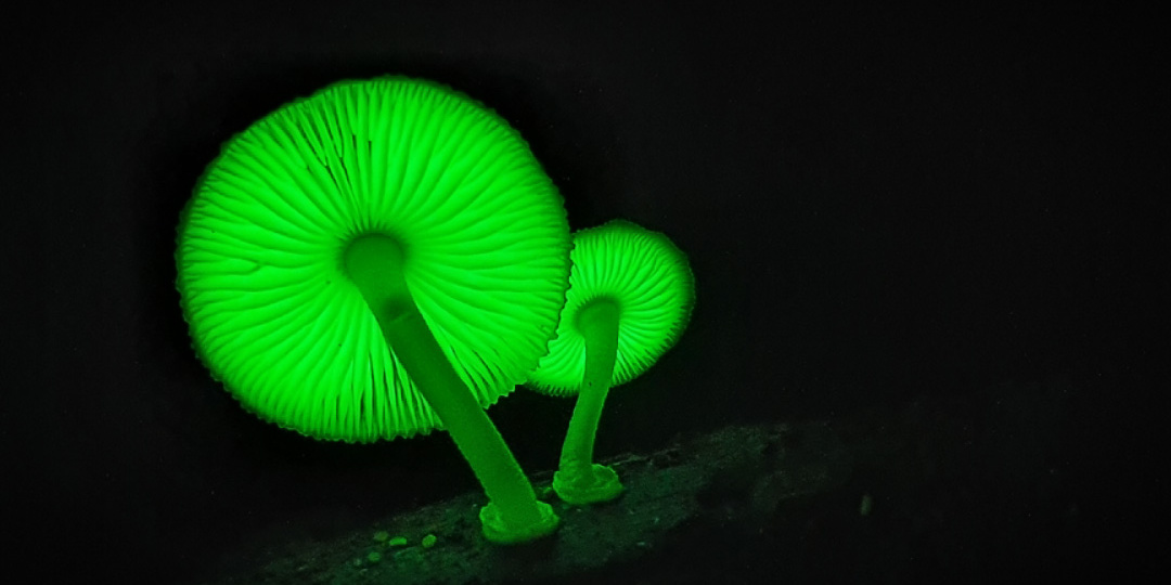 Когда лес зажигает огни: горящие грибы