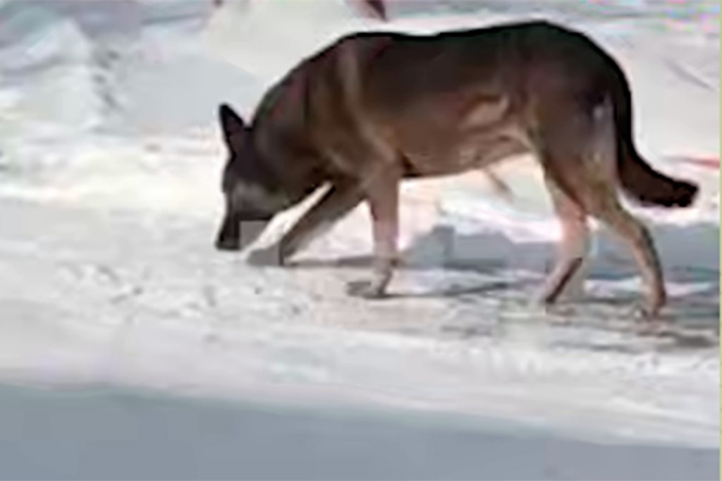    Фото © Telegram / SHOT