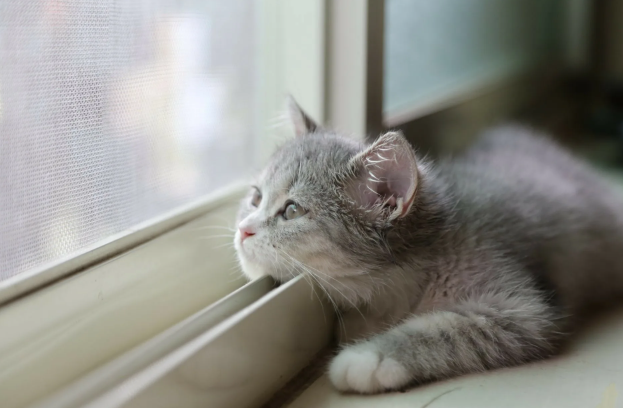 На сколько дней можно оставить кошку одну: разрушаем мифы