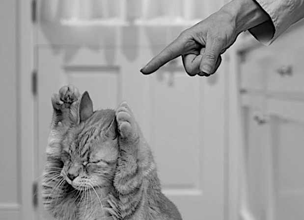 Воспитание кота без стресса: как отучить кошку хулиганить и не стать для неё врагом