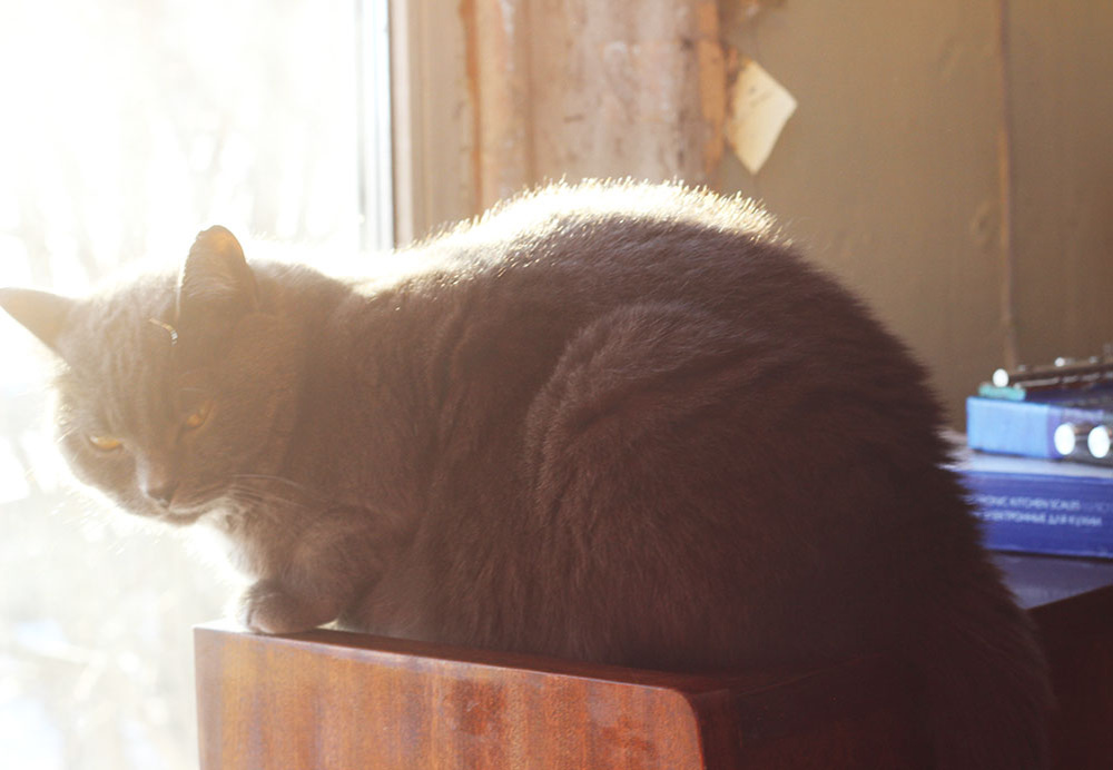 кошка Тепа и ее недовольное погодными условиями лицо