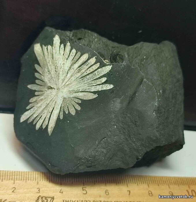 Целестин на сланце (фото из онлайн-магазина “Каменный цветок”)