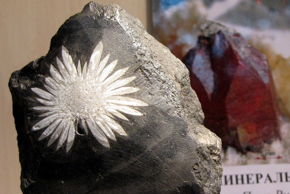 Целестин в аргиллите ("хризантемовый камень"). Хунань, Китай. Образец: Геолог. музей им. В.В. Ершова МГГУ. ФМ. Фото 1-2: © А.А. Евсеев.