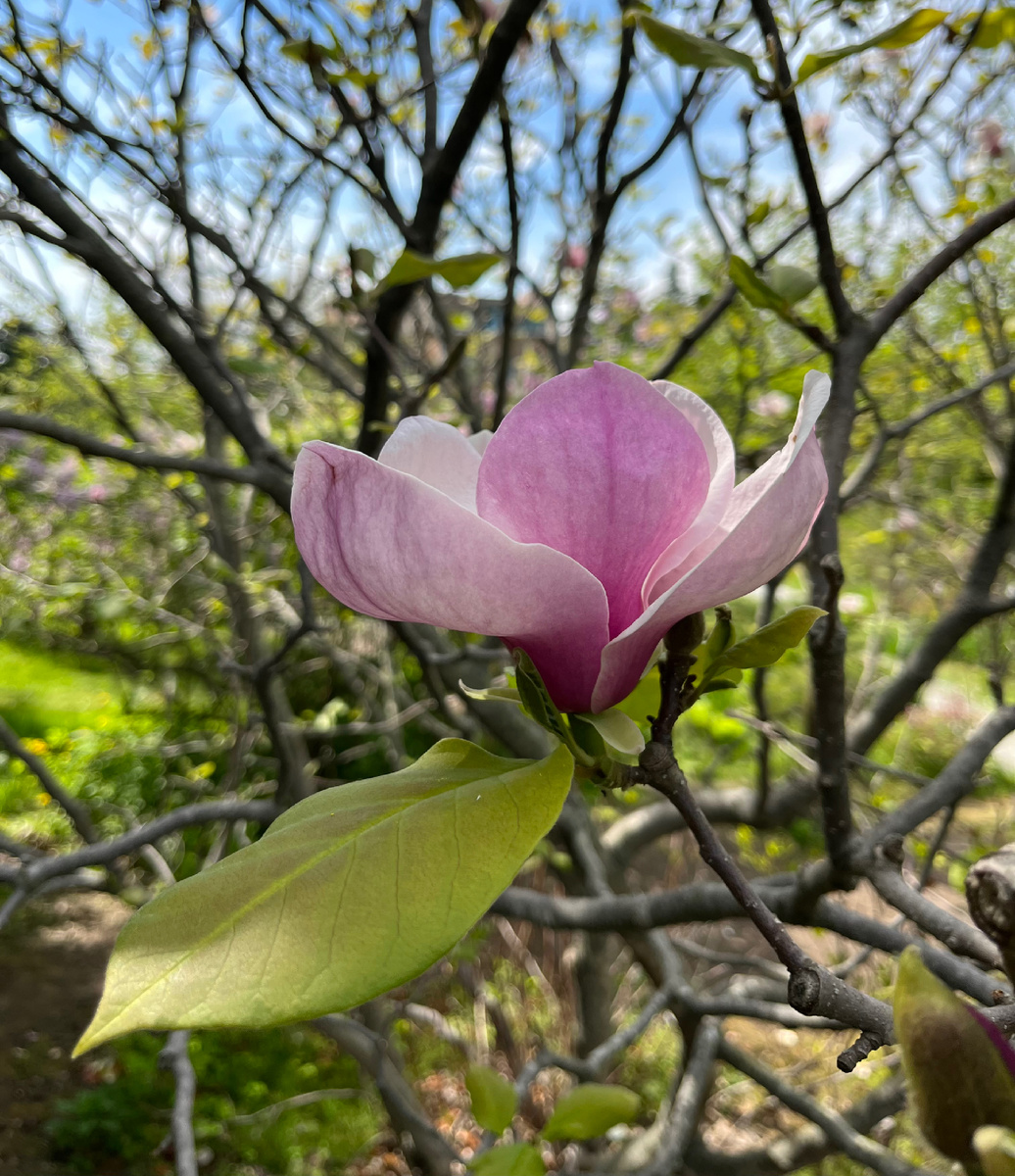 Магнолия