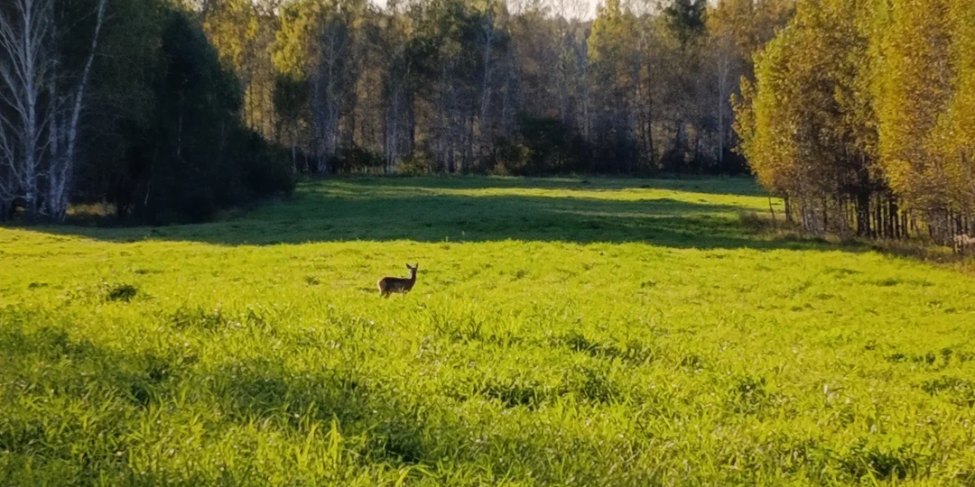 Когда пытаюсь разобраться во временах в условиях сельской местности