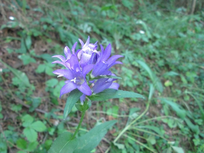 Колокольчик сборный (фото из архива автора)