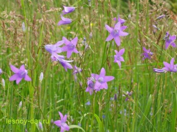 Колокольчик раскидистый (фото с блога "Лесная кладовая")