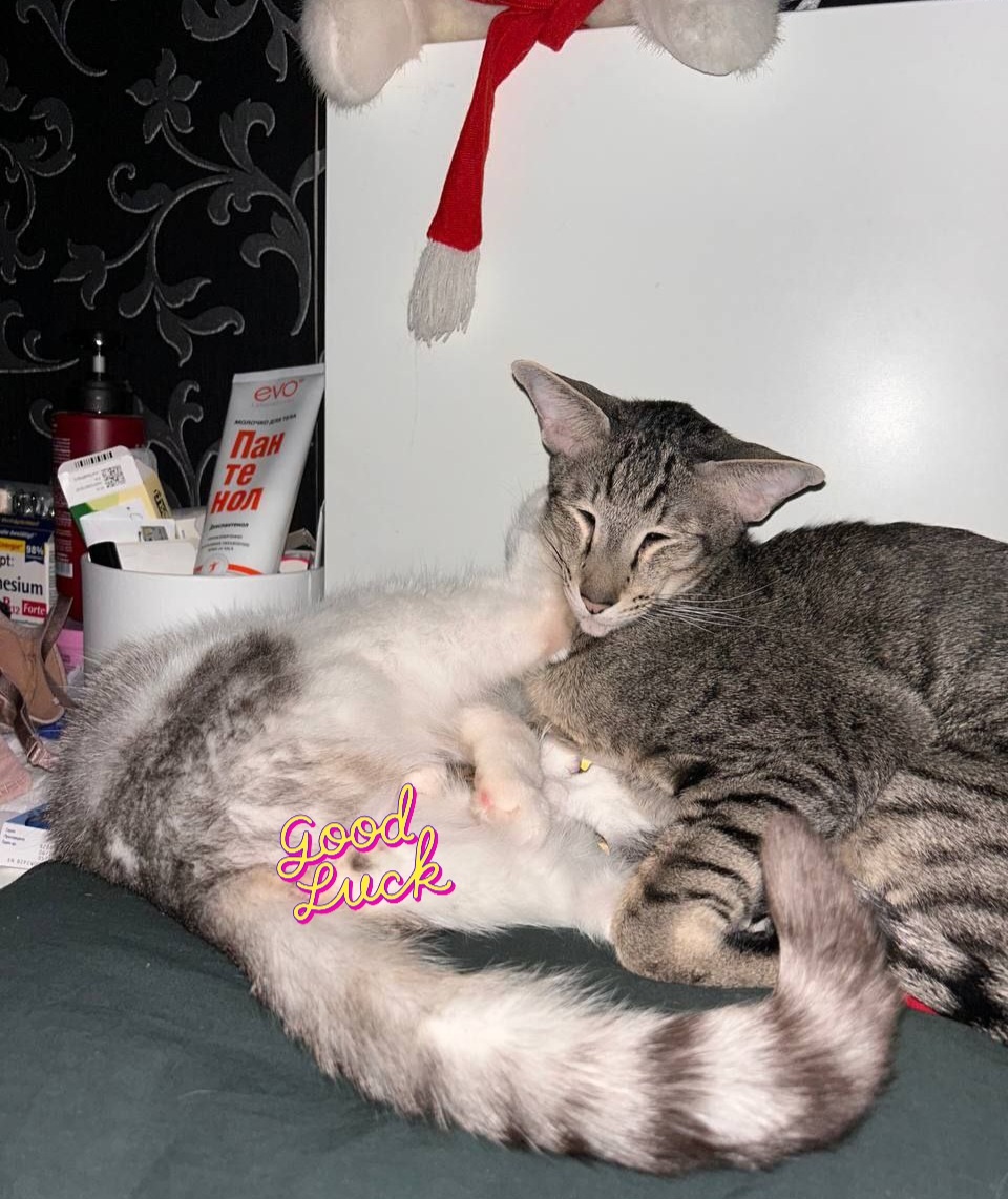 Мишкина нога вместо подушки