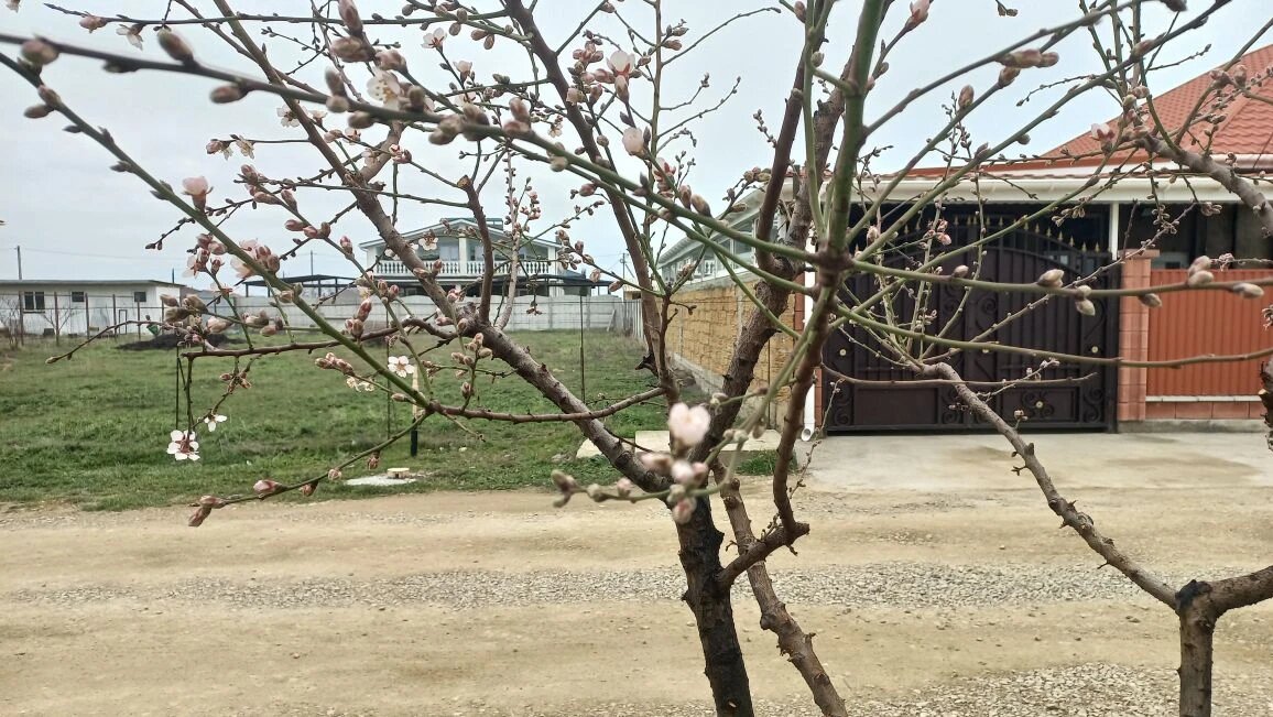 Миндаль уже зацвел.